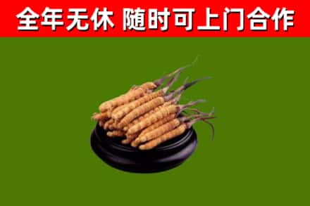麦积烟酒回收冬虫夏草.jpg